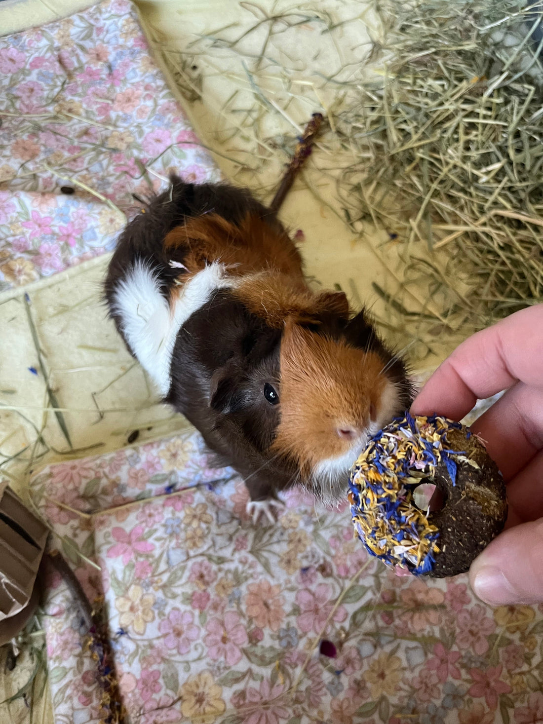 5 Tips to Build and Implement a Strong Relationship With Your Guinea Pigs