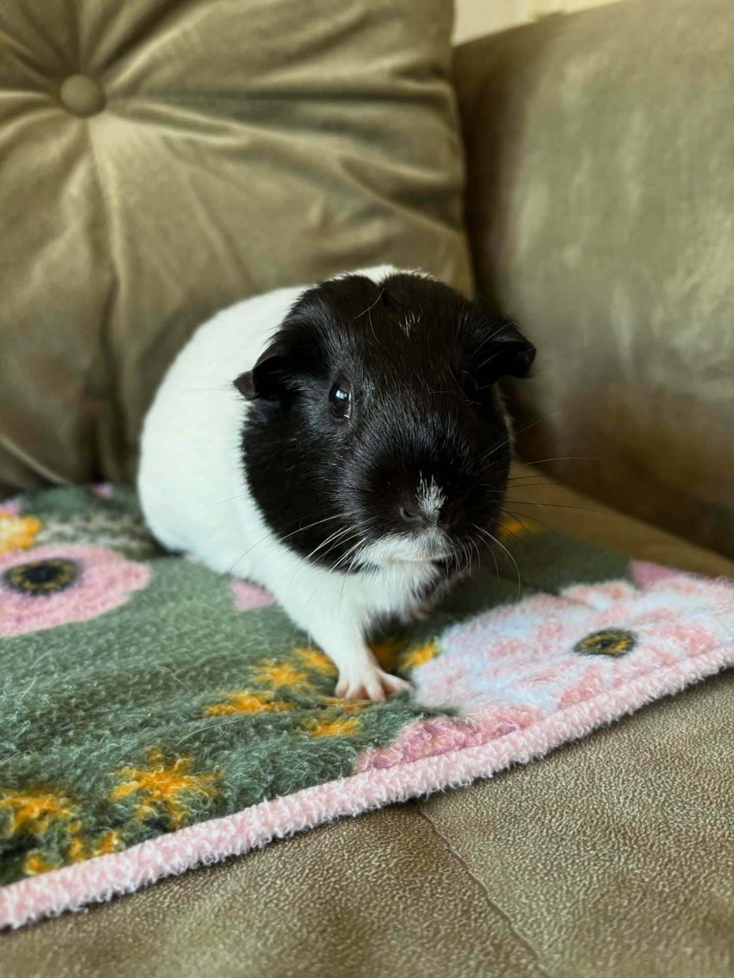 Potty Pads Upcycled Fleece